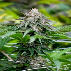 Neville Haze x Bubba Kush > Ripper Seeds